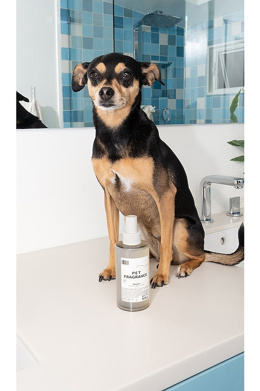 Pet Fragrance 01 "Taunt"