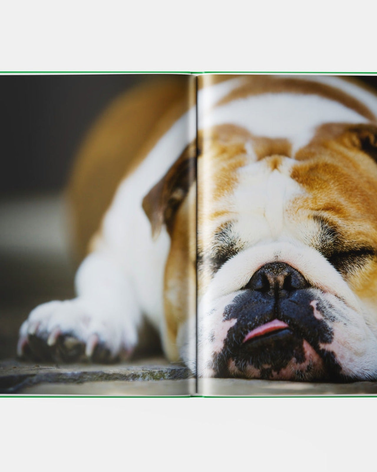 BULLDOG