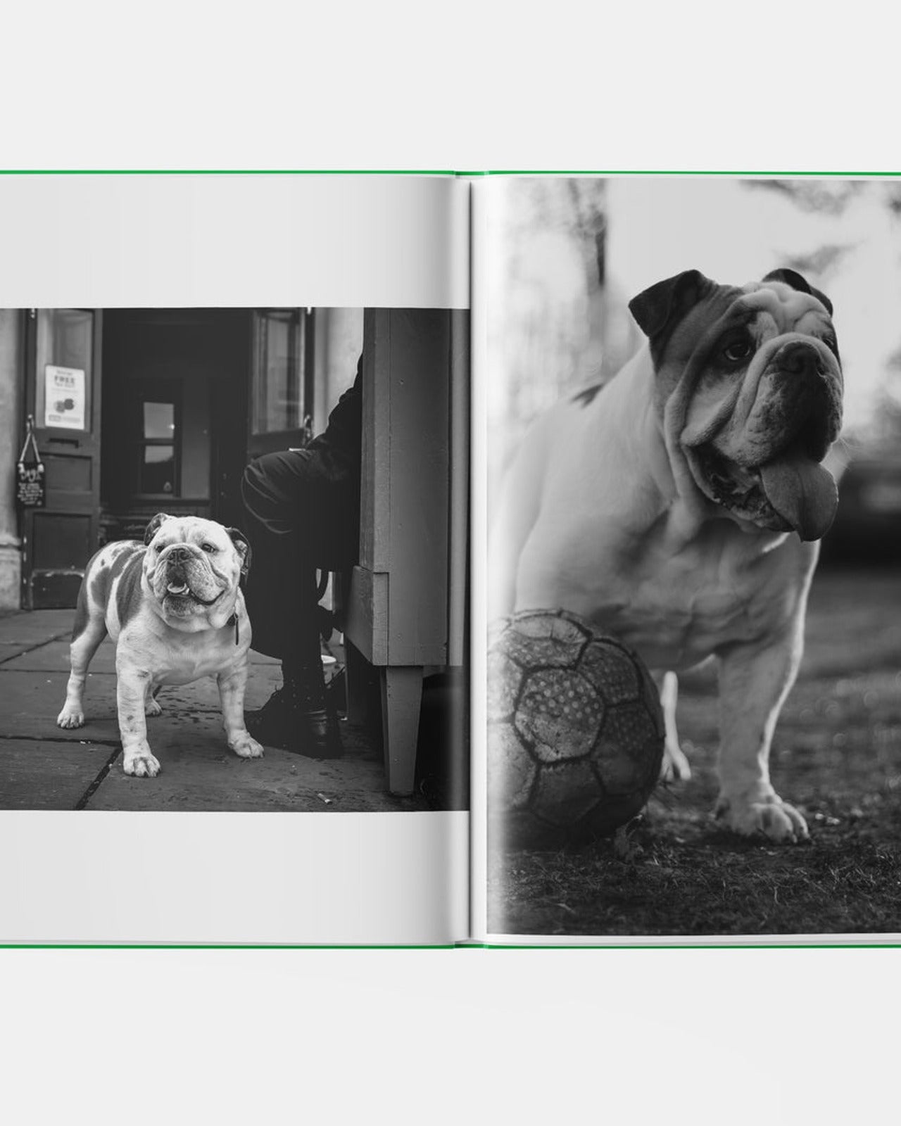 BULLDOG
