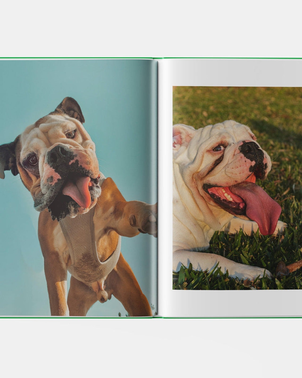 BULLDOG