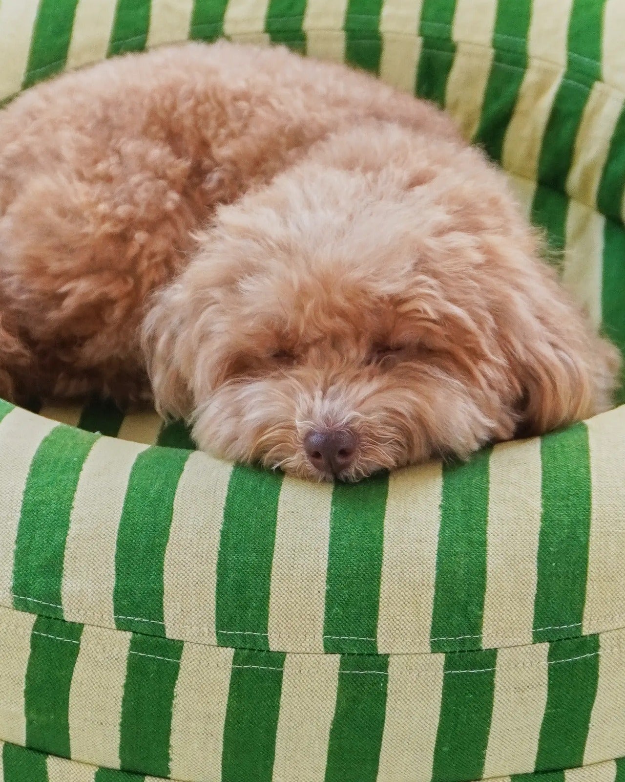 Linen Cover Curl