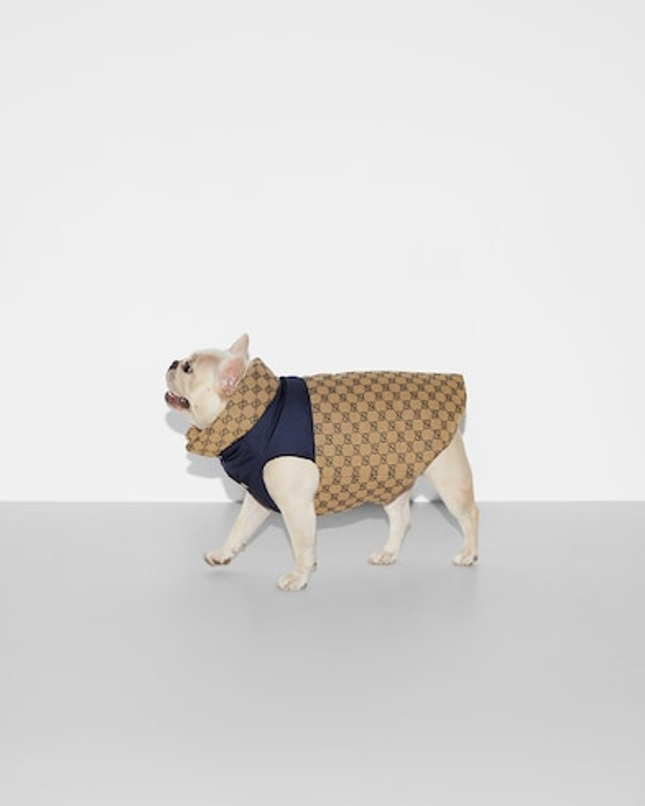 Reversible GG pet coat