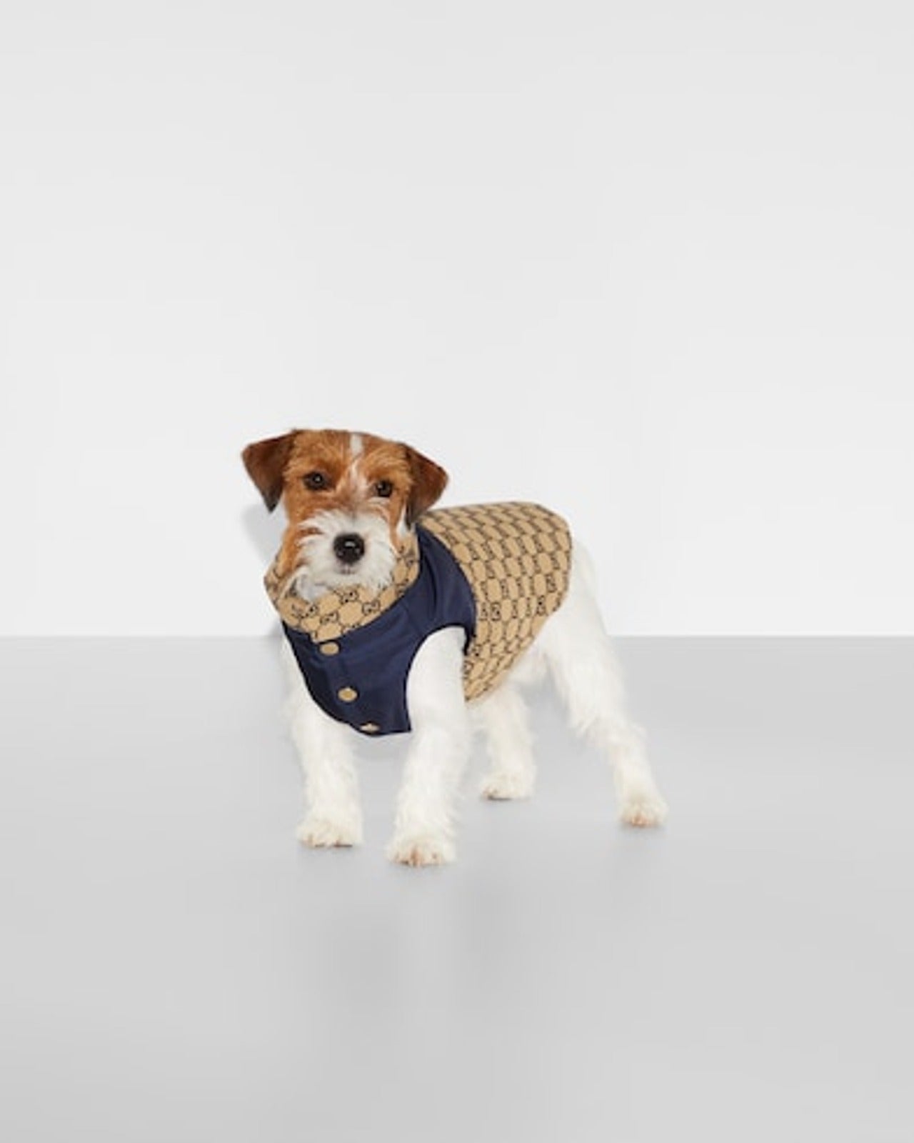 Reversible GG pet coat