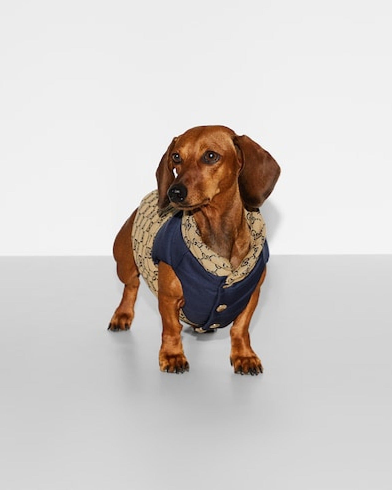 Reversible GG pet coat